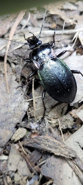 Carabus nemoralis - ligeti futrinka