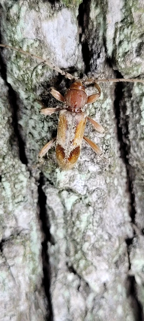 Trichoferus pallidus - sápadt éjicincér