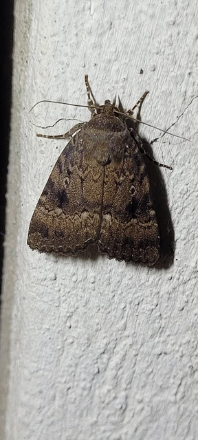 Amphipyra berbera/pyramidea
