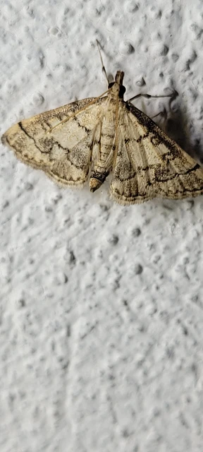 Metasia ophialis - kígyósávos tűzmoly