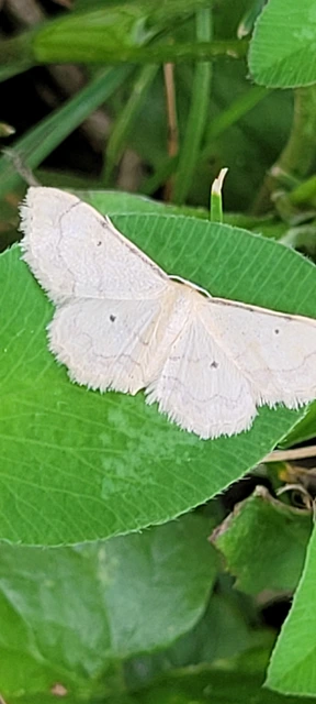 Idaea politaria - vonalas apróaraszoló