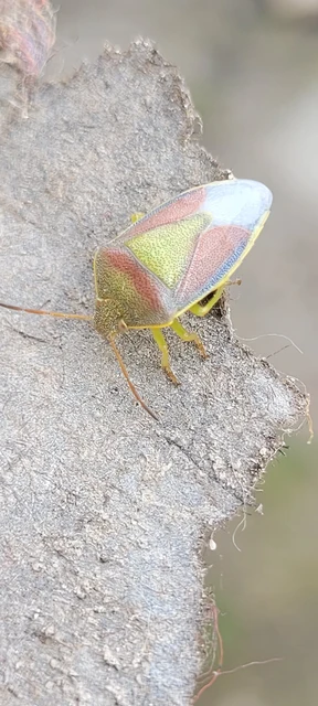 Piezodorus lituratus - bíboros címerespoloska Piezodorus lituratus - bíboros címerespoloska