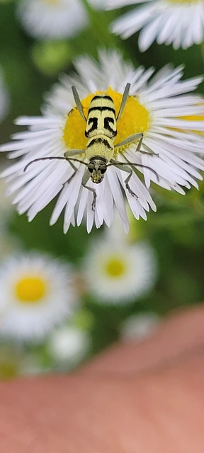 Chlorophorus varius - díszes darázscincér