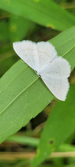 Scopula immutata - réti fehéraraszoló