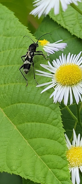 Chlorophorus figuratus - rajzos darázscincér