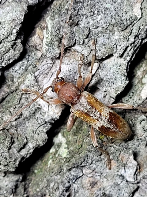 Trichoferus pallidus - sápadt éjicincér