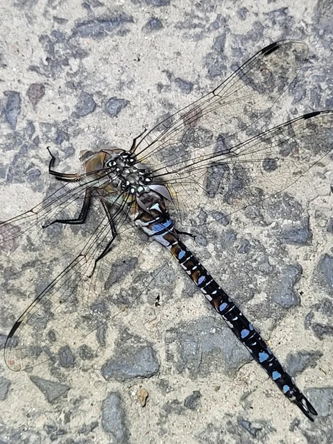 Aeshna mixta - kései karcsúacsa