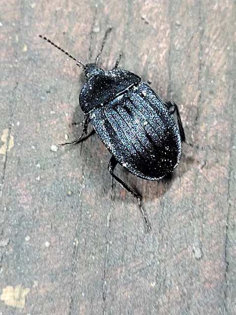 Phosphuga atrata - bordás csigarabló