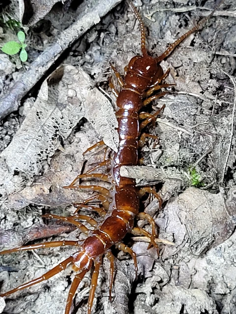 Chilopoda - Százlábúak