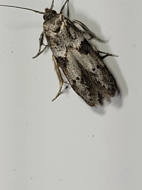 Blastobasis