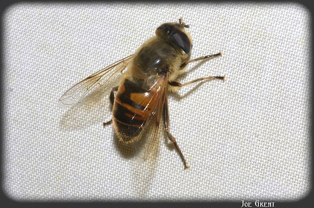 Eristalis tenax - közönséges herelégy