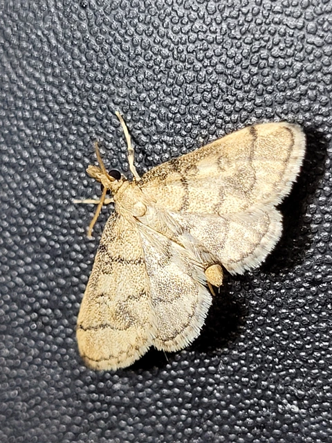Metasia ophialis - kígyósávos tűzmoly