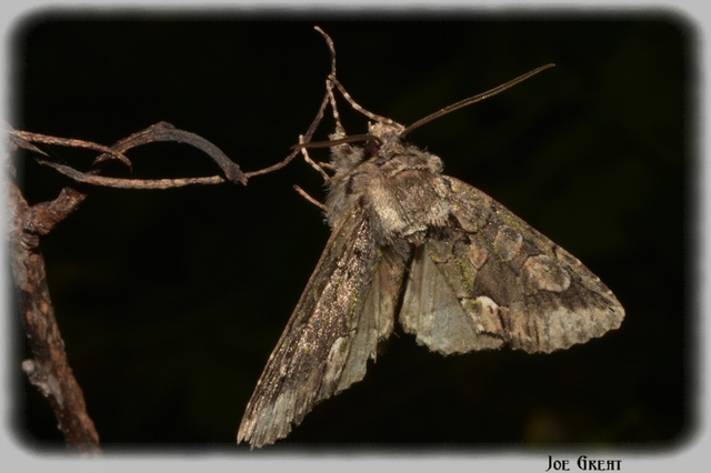 Allophyes oxyacanthae - galagonyabagoly