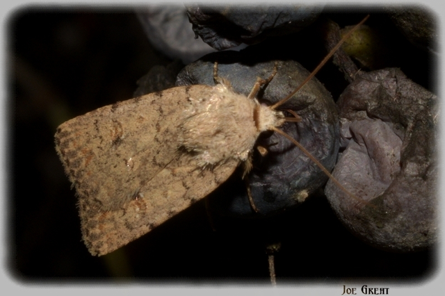Paradrina clavipalpis - közönséges selymesbagoly