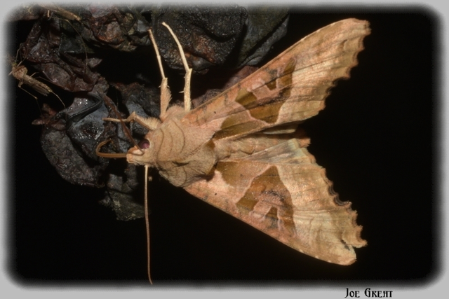 Phlogophora meticulosa - vándorló csipkésbagoly