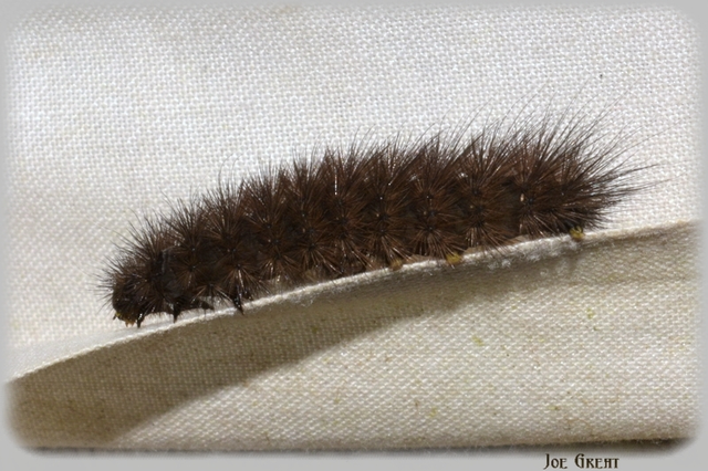 Phragmatobia fuliginosa - füstös medvelepke
