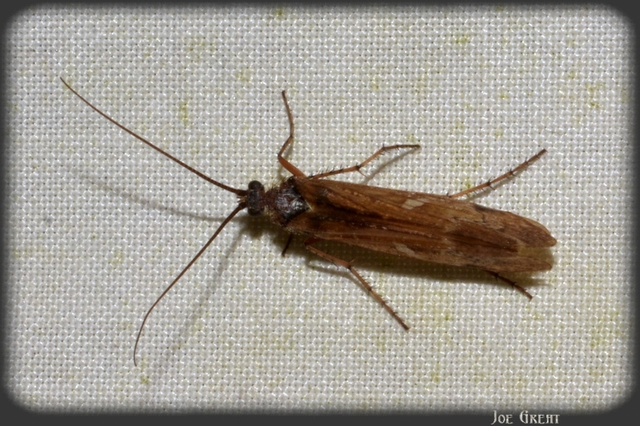 Trichoptera - Tegzesek