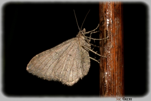 Orthonama obstipata - vándoraraszoló