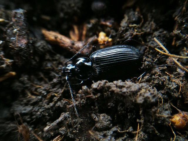 Agonum permoestum - nyurga kisfutó