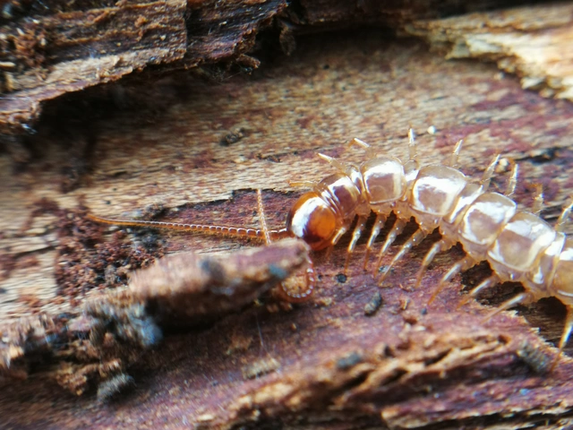 Chilopoda - Százlábúak