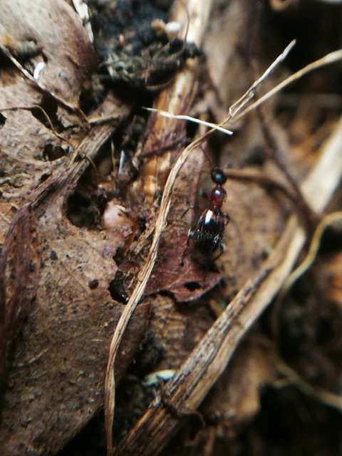 Anthelephila pedestris - hangyaszerű fürgebogár