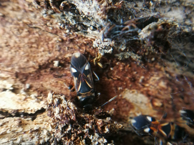 Raglius alboacuminatus - tarka díszesbodobács
