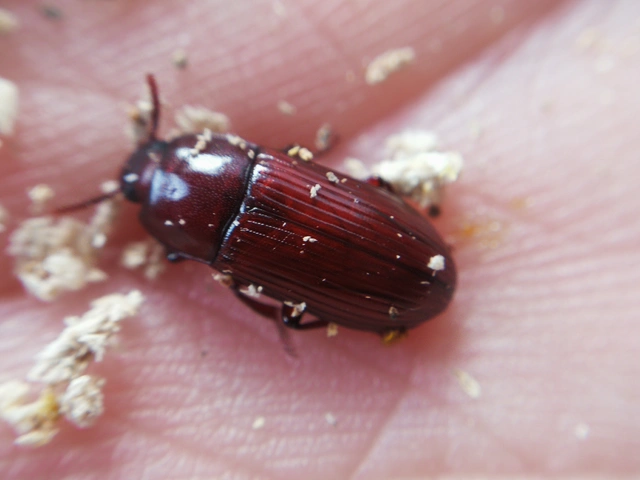 Uloma culinaris - nagy rágványbogár