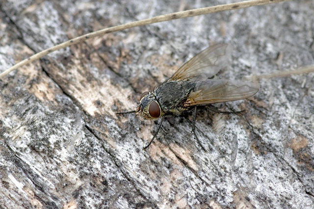 Pollenia