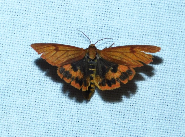 Diacrisia sannio - vörösszélű medvelepke