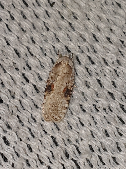 Agonopterix alstromeriana - bürök-laposmoly