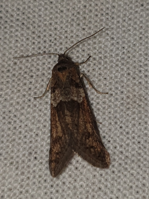 Tortricodes alternella - tavaszi sodrómoly