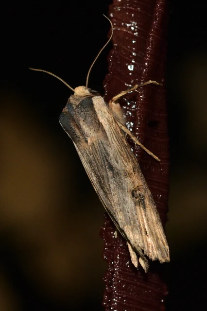 Xylena exsoleta - szürke fabagoly