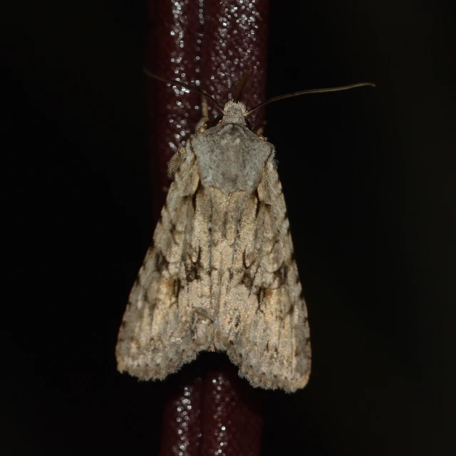 Lithophane ornitopus - közönséges fabagoly