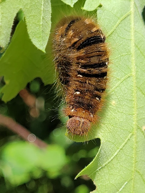 Lasiocampa quercus - tölgyfaszövő