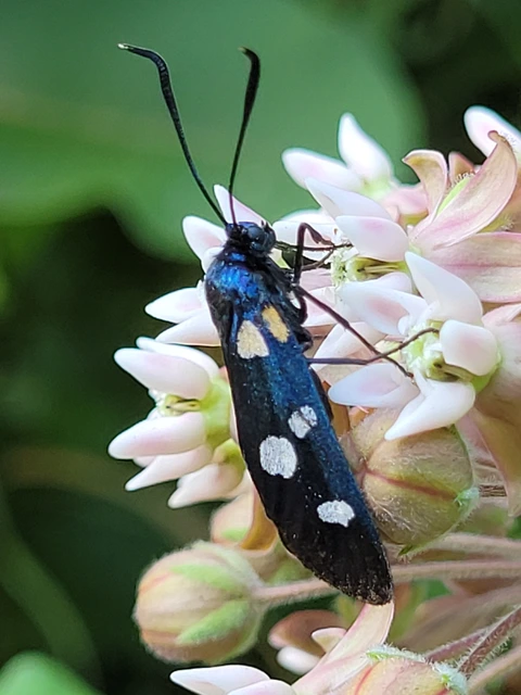 Zygaena ephialtes - változékony csüngőlepke