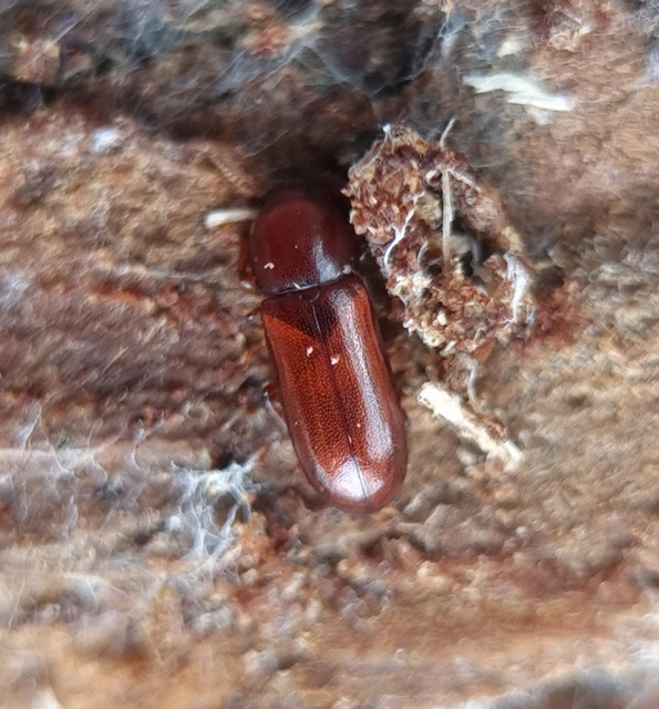 Corticeus
