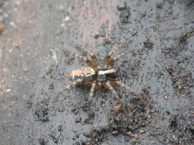 Textrix denticulata - fogas zugpók