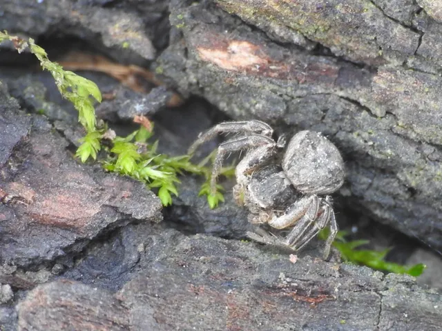 Xysticus