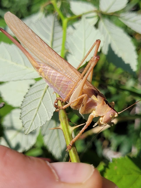 Tettigonia viridissima - zöld lombszöcske