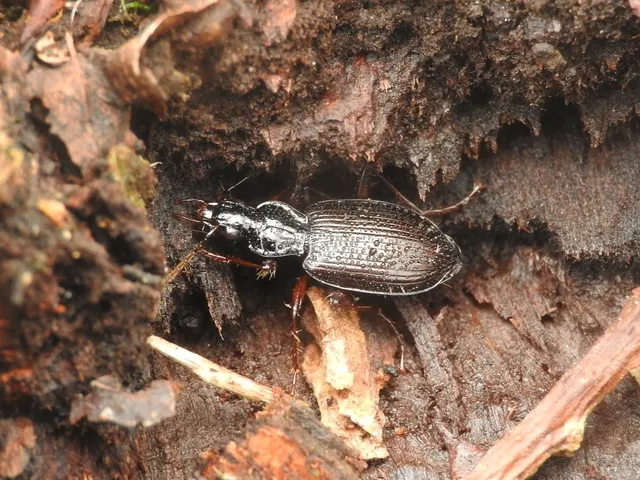 Limodromus assimilis - vöröslábú kisfutó