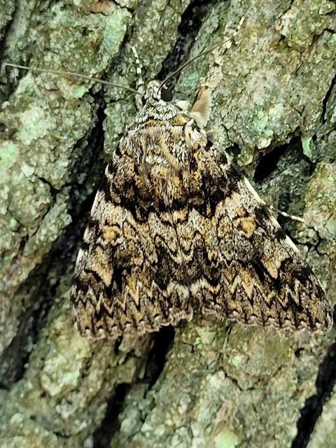 Catocala promissa - kis tölgyfa-övesbagoly