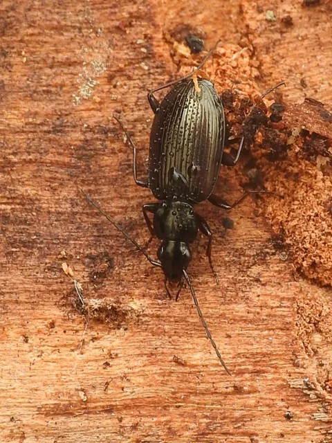Agonum micans - ligeti kisfutó