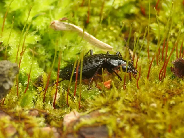 Limodromus assimilis - vöröslábú kisfutó