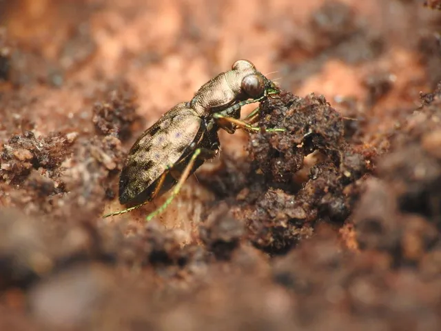 Elaphrus aureus - aranyos iszapfutó