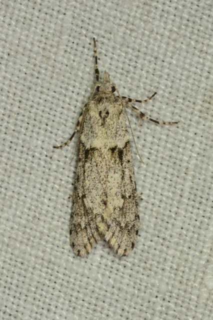 Diurnea fagella - szürke tavaszimoly