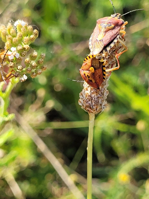 Carpocoris Carpocoris