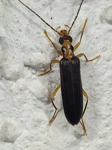 Nacerdes carniolica - karnóliai álcincér