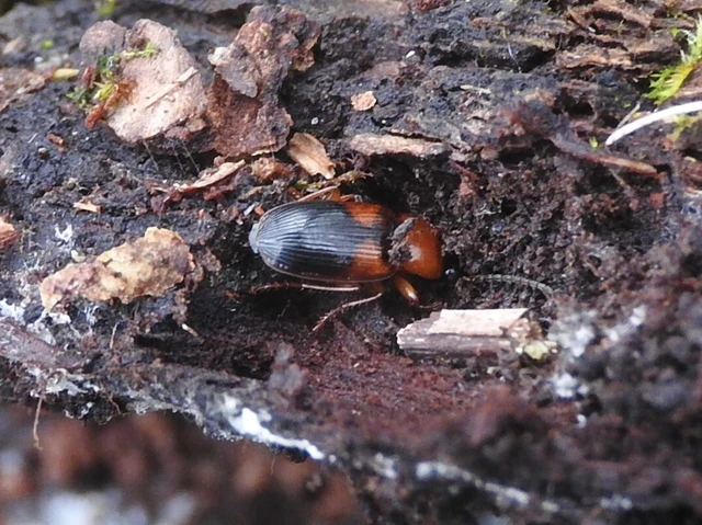 Stenolophus teutonus - nagyfoltos turzásfutó
