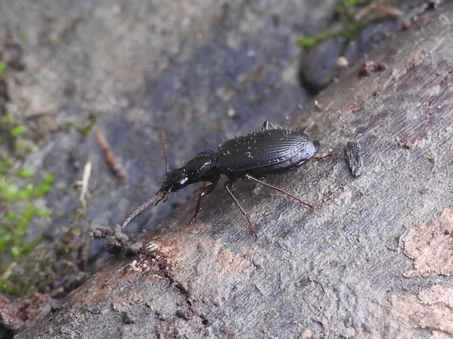 Limodromus assimilis - vöröslábú kisfutó