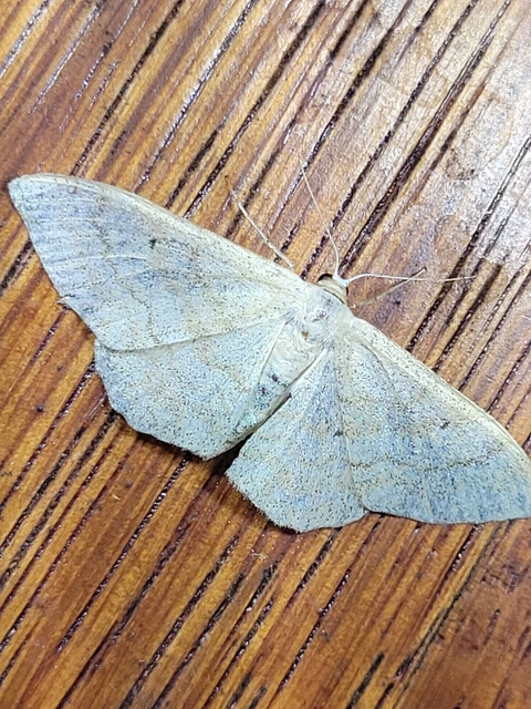 Scopula floslactata - tejfehér sávosaraszoló